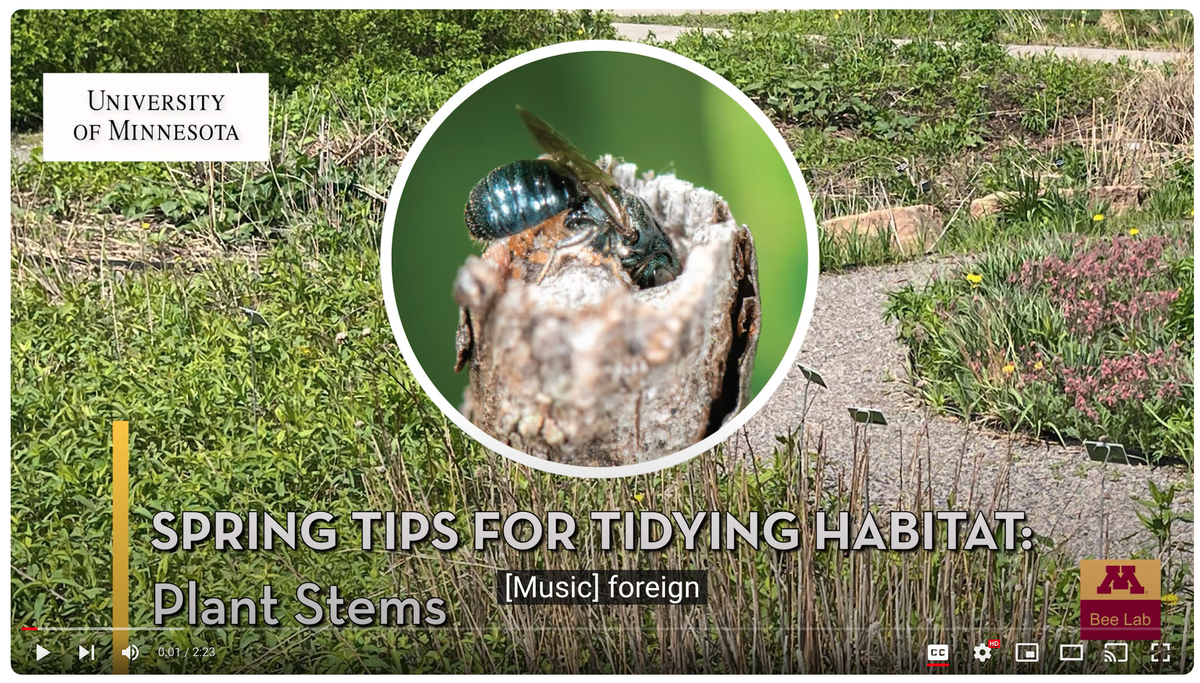video spring tips for tidying habitat