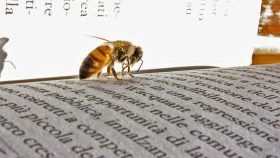 honey bee on a book